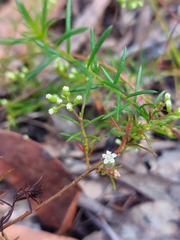 Platysace ericoides