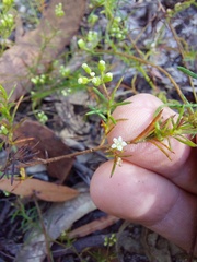 Platysace ericoides