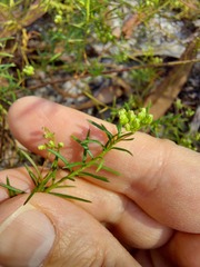 Platysace ericoides