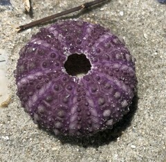 Heliocidaris erythrogramma