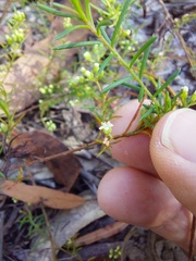 Platysace ericoides