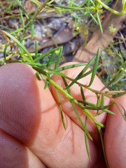 Platysace ericoides