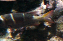 Monotaxis heterodon