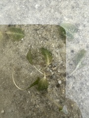 Halophila ovalis