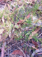 Platysace ericoides