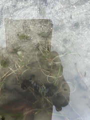 Halophila ovalis