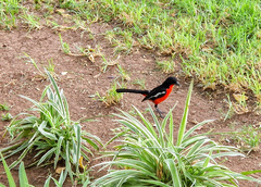 Laniarius atrococcineus