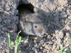 Microtus arvalis