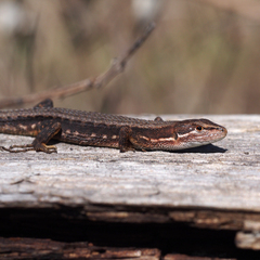 Takydromus tachydromoides