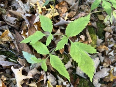 Angelica triquinata