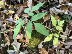 Angelica triquinata