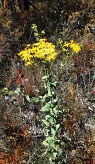 Senecio velleioides