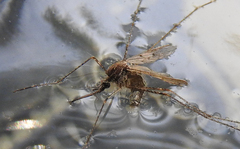 Culiseta longiareolata