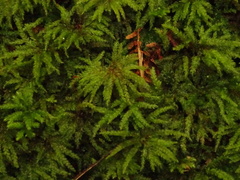 Hypnodendron
