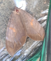 Phyllodes imperialis