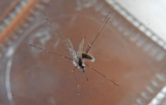Culiseta longiareolata