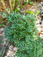 Polyscias fruticosa