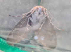 Phyllodes imperialis
