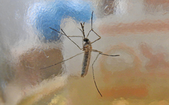 Culiseta longiareolata
