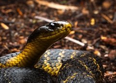 Notechis scutatus occidentalis