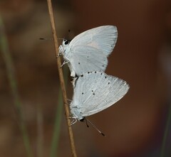 Candalides xanthospilos