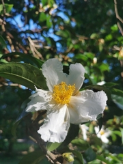 Camellia
