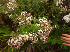 Olearia phlogopappa