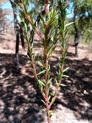 Gnidia gnidioides