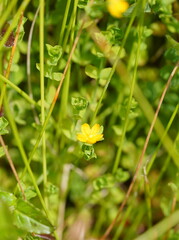 Hypericum japonicum