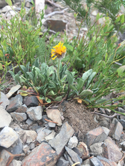 Erigeron aureus