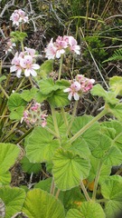Pelargonium australe