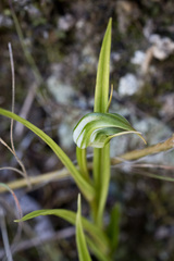 Pterostylis graminea