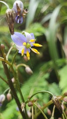 Dianella tasmanica