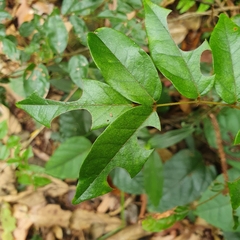Megachilini