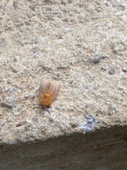 Thoscora