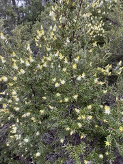 Orites revolutus
