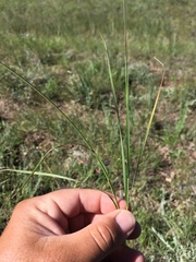 Aristida arizonica