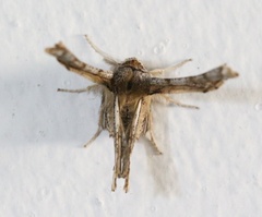 Apochima flabellaria