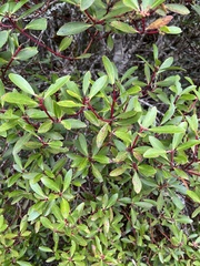 Tasmannia lanceolata