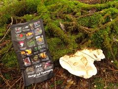 Laetiporus portentosus