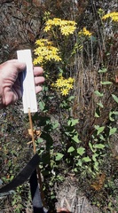 Senecio velleioides