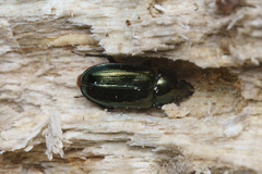 Platycerus