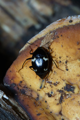 Scaphidiinae