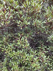 Tasmannia lanceolata