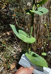 Senecio velleioides