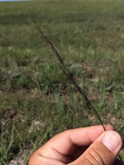 Aristida arizonica