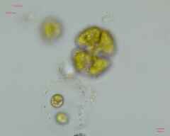 Cosmarium