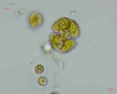 Cosmarium