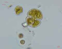 Cosmarium