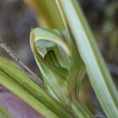 Pterostylis graminea